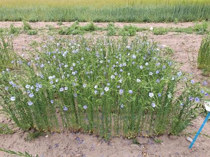 Click for 1 image(s) for this accession.